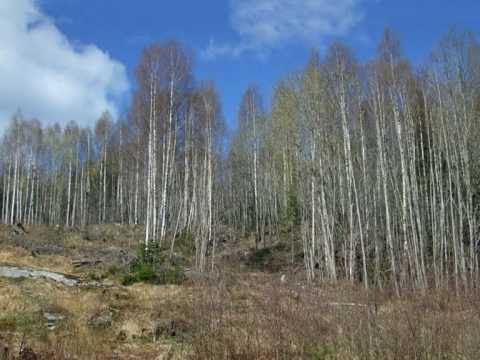 Time-lapse: Spring to Winter