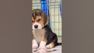 😍 Cutest Dog Facial Expressions You Have Ever Seen 😂 #shorts #trending #short