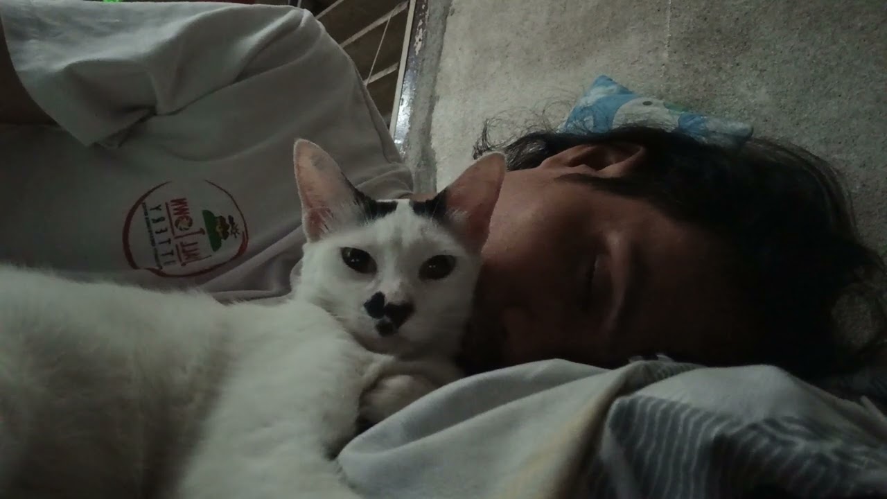 mowee, when i'm tired😺