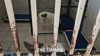 Walking Nancy at Rocket Dog Rescue! 🐾