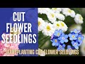 Cut Flower Seedlings 🌸🌸🌸 || Transplanting Cut Flower Seedlings Into Raised Beds || Cut Flower Garden