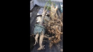 20170608 石垣珊瑚 papaya の味覚保持のため他品種 Papaya 苗を移植 1