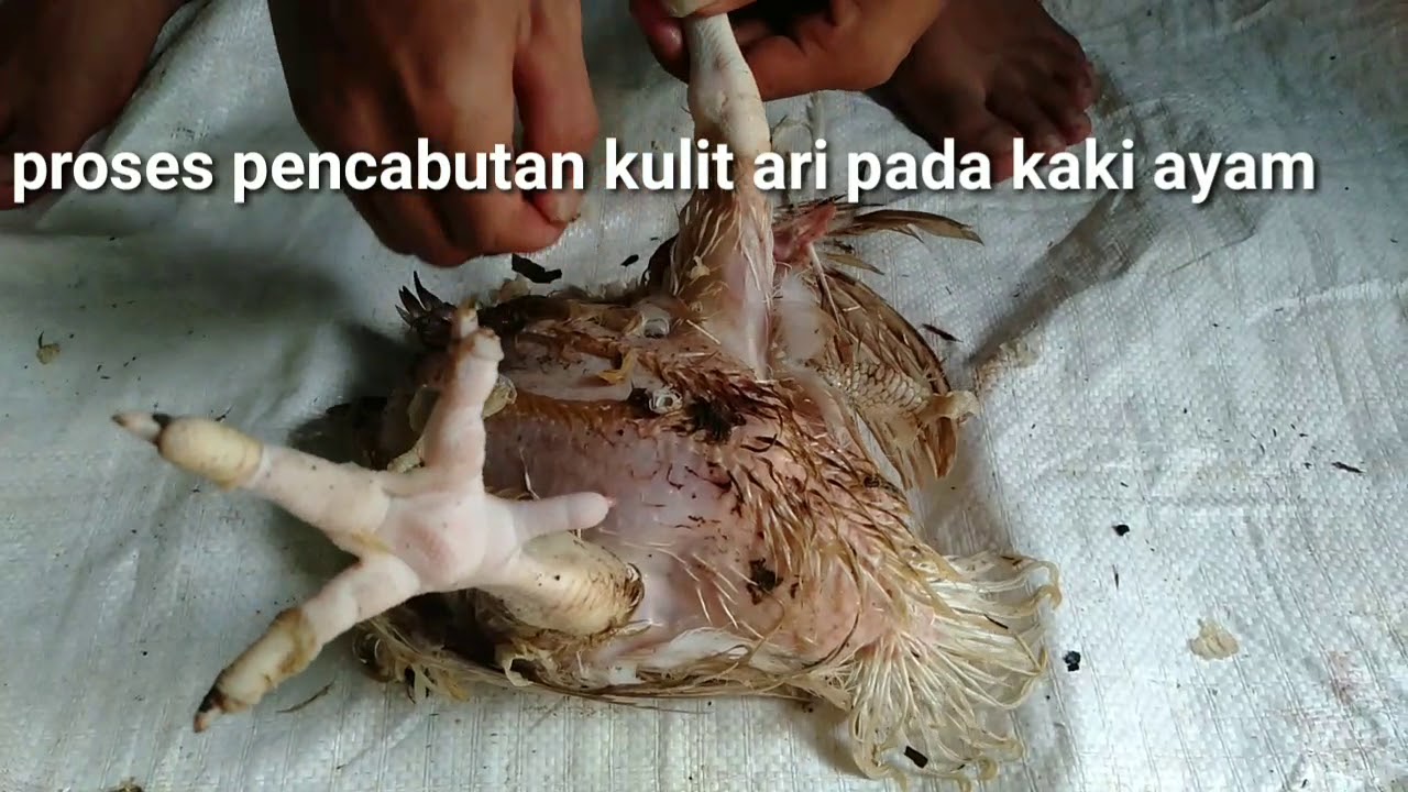 Penanganan hasil ternak - penanganan daging ayam 