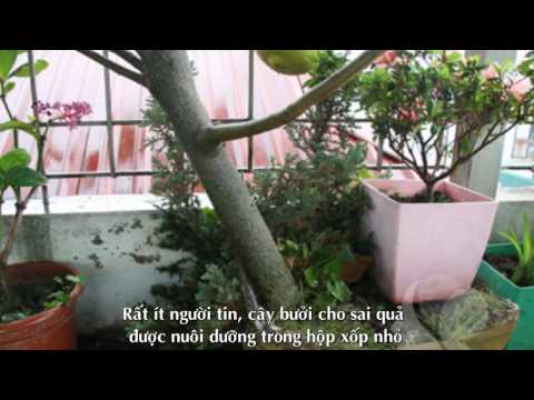Video Bưởi Trồng Thùng Xốp Trĩu 20 Quả Giữa Thủ Đô - youtube