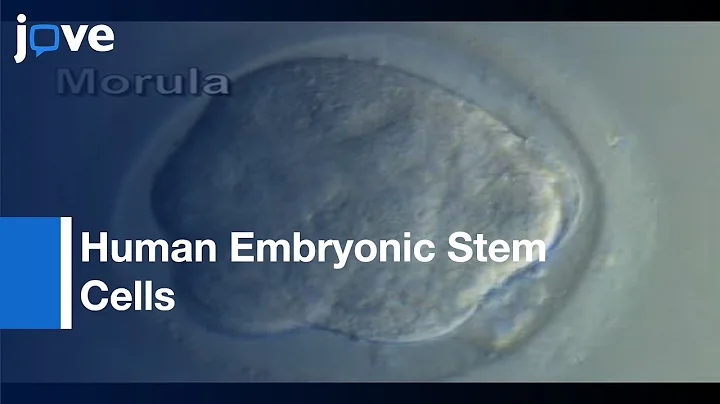 Derivation Of Human Embryonic Stem Cells By Immunosurgery l Protocol Preview