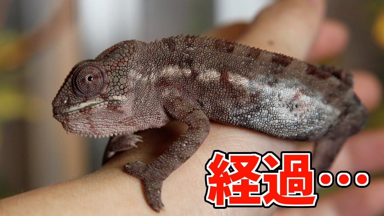 What happened to the burned chameleon? - YouTube