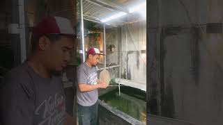 Cari ikan #comedy #funny #subcribe #trending #ytrending #lucu #viral #ytshorts #ytshortsindia #yt