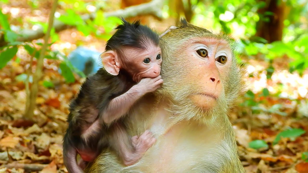 Baby Olala Holds Mom Tightly and Stands Behind Her for Safety