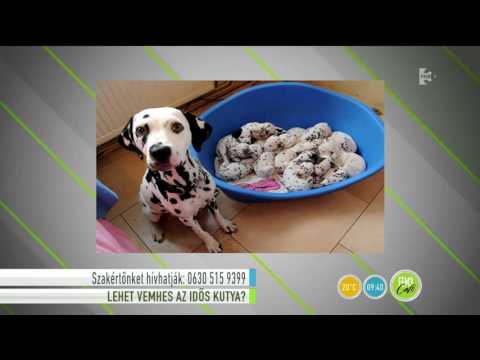 Videó: A Kutyák Vemhességének Jellemzői