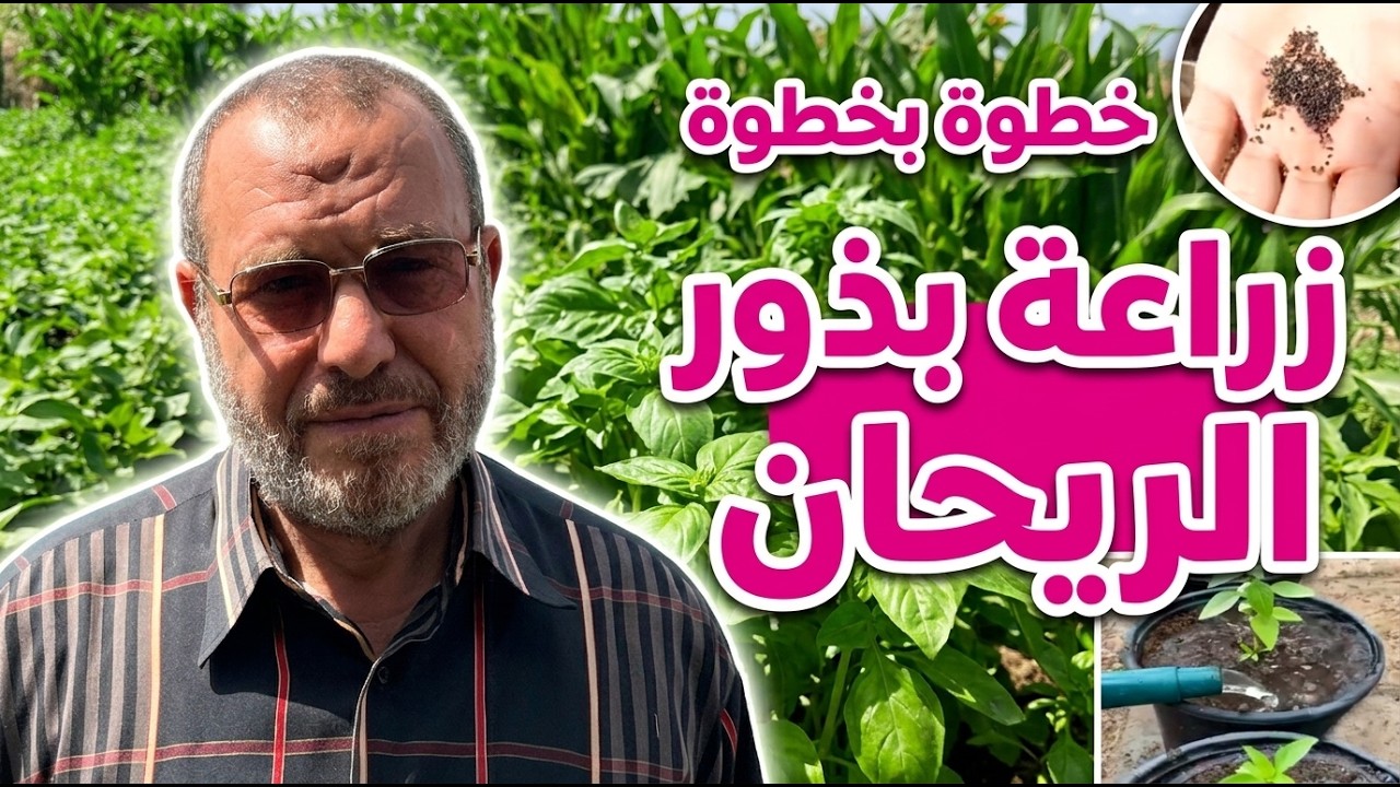 افضل طرق لزراعة ريحان الزينة بالمنزل والعناية به بشكل صحيح .دليل شامل لزراعة بذور ريحان الزينة