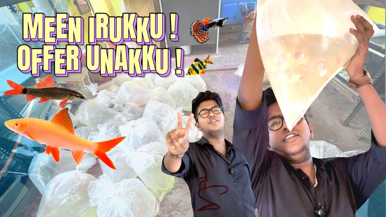20,000rs ku fishes vaangiyachi frds 🔥🥳 #ktaquarium #offeraquarium 