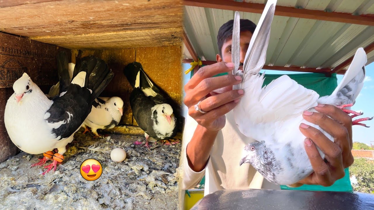 Black And White Pigeon Ny Anda Diya 😍