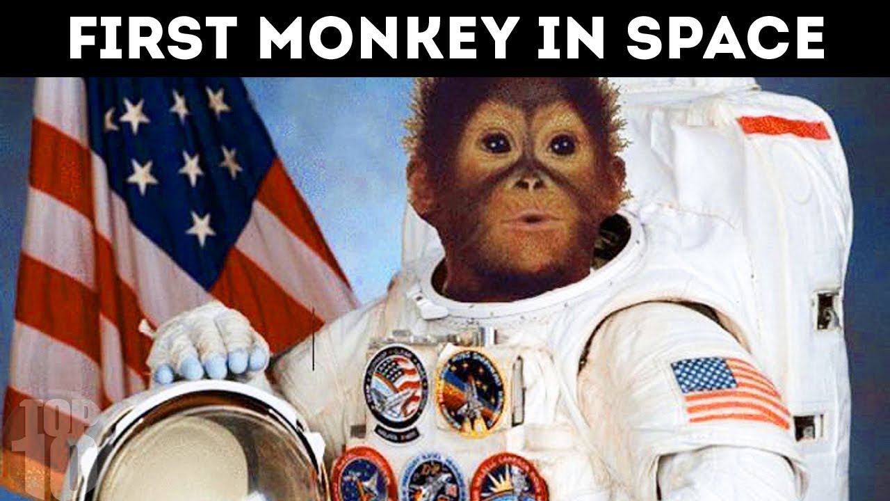 Space monkey. Хэм обезьяна космонавт. Обезьяна космонавт 1997. Шимпанзе Хэм космонавт.
