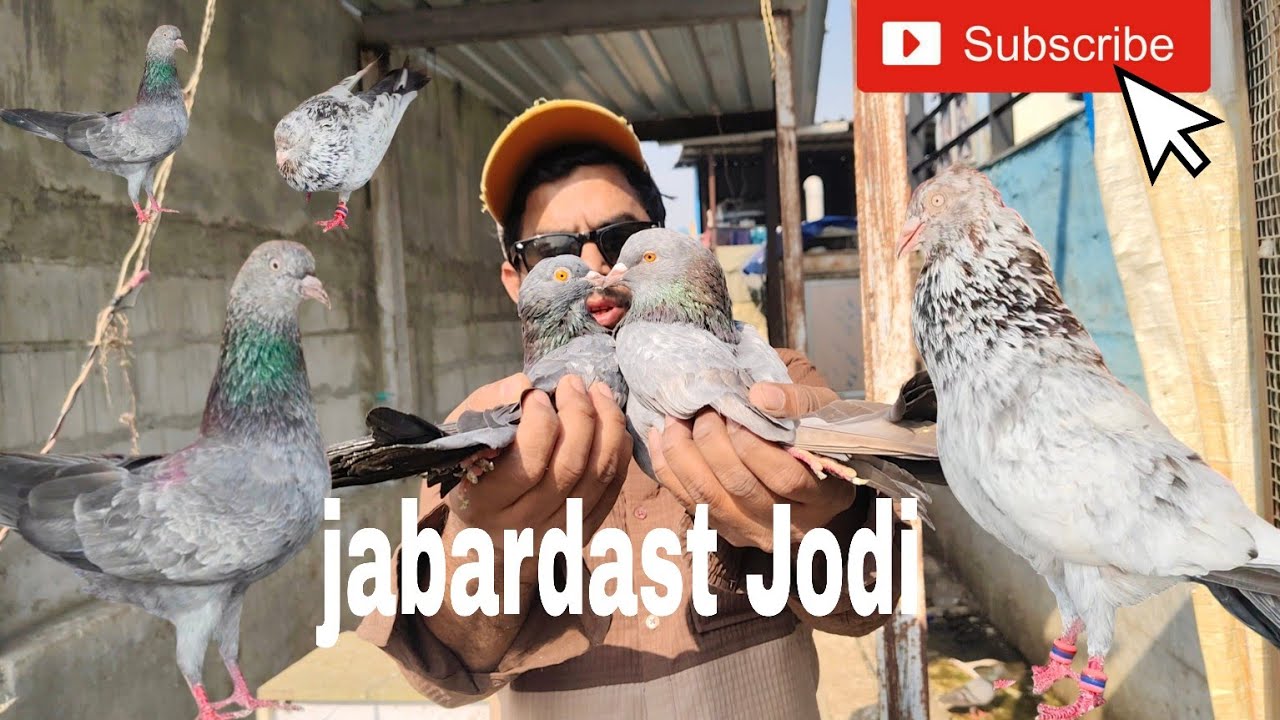 🤗Top quality high flying jodeTop /// quality /// high flying ///🕊️Jodi 🔥💪 in India