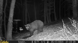 Midsized Black Bear