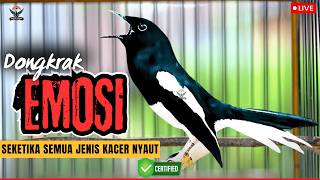 🛑SUARA KACER GACOR JERNIH‼️PANCINGAN AMPUH AGAR SEMUA JENIS KACER CEPAT NAIK BIRAHI &amp; RAJIN BUNYI