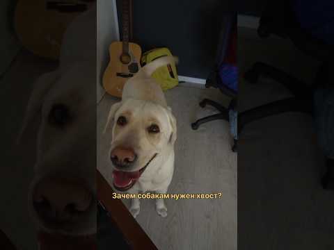 Зачем собакам нужен хвост?