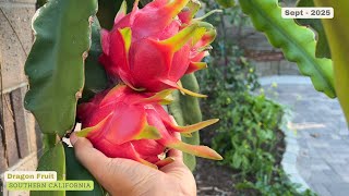 Harvesting my White Flesh Dragon Fruits - Sept 2025
