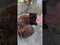 小さな神社でフワフワの黒猫ちゃんをモフる #猫 #ねこ #cat