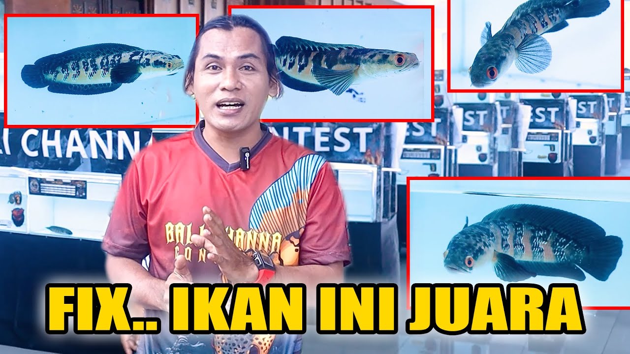 AKHIR PENANTIAN..! Setelah Penjurian Channa Ini Akhirnya Juara