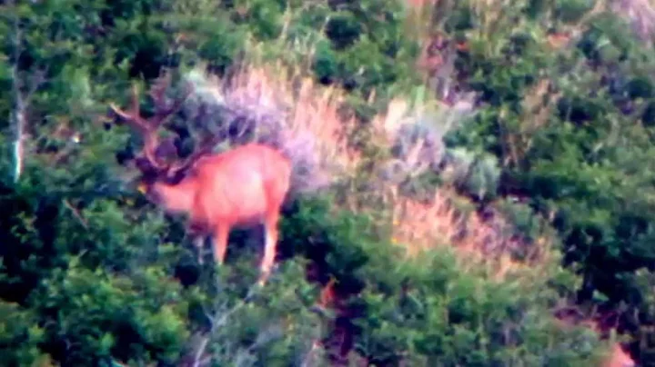general season utah buck 2014