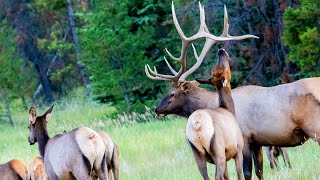 Magnificent Elk Bull Pursuing Cows During the Elk Rut