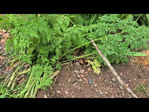 Water Hemlock: Toxic