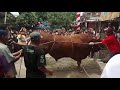 sapi limosin ngamuk saat ingin dipotong