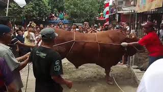 sapi limosin ngamuk saat ingin dipotong