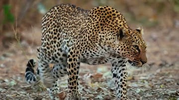 Honey Badger Shows The Leopard Who