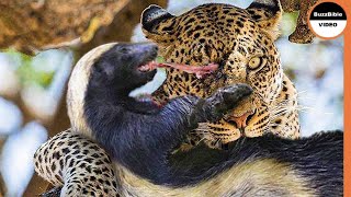 Honey Badger Shows The Leopard Who's The Boss !!
