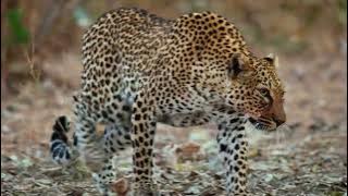 Honey Badger Shows The Leopard Who's The Boss !!