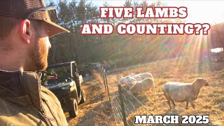 Our Best Lambing Season Yet!