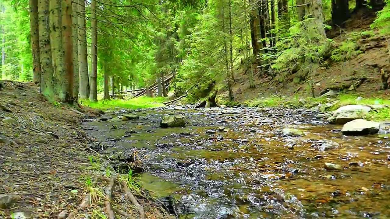 Tinnitus Sound Therapy - The sound of untouched nature🎧