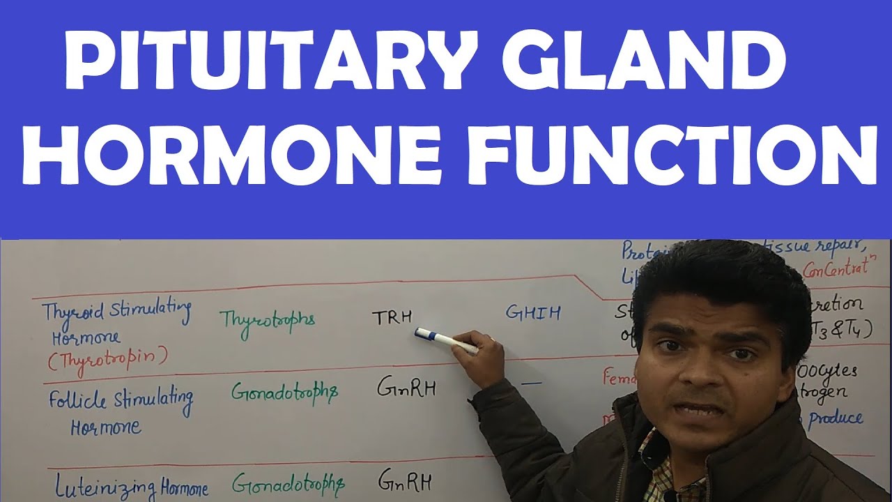 Pituitary Gland Hormones in Hindi | Function of Pituitary Gland ...