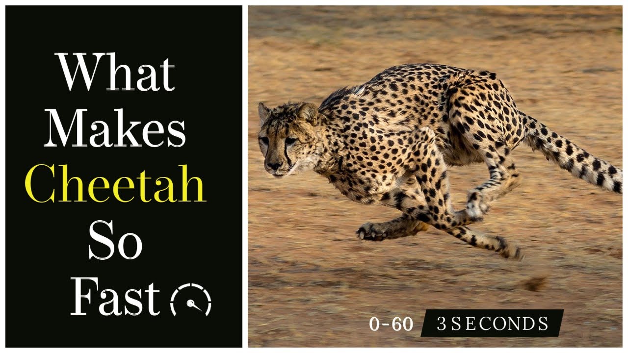 What Makes Cheetah Run So Fast - Cheetah Speed Explained - YouTube