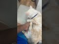 My Cat Just Wants Me To Rub Him!😁 #cat #youtubeshorts #cute #trendingnow