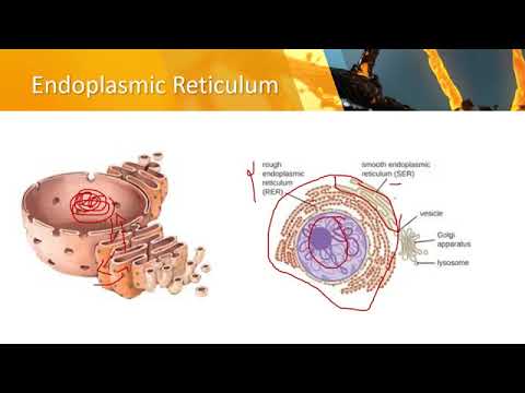 4.4.3 ER and Golgi Apparatus | Lecture 07 | Class 9th Biology by