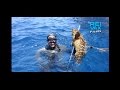 THE MYSTERIES OF SPEARFISHING - REIVAX FILMS - SPEARFISHING COLLECTION
