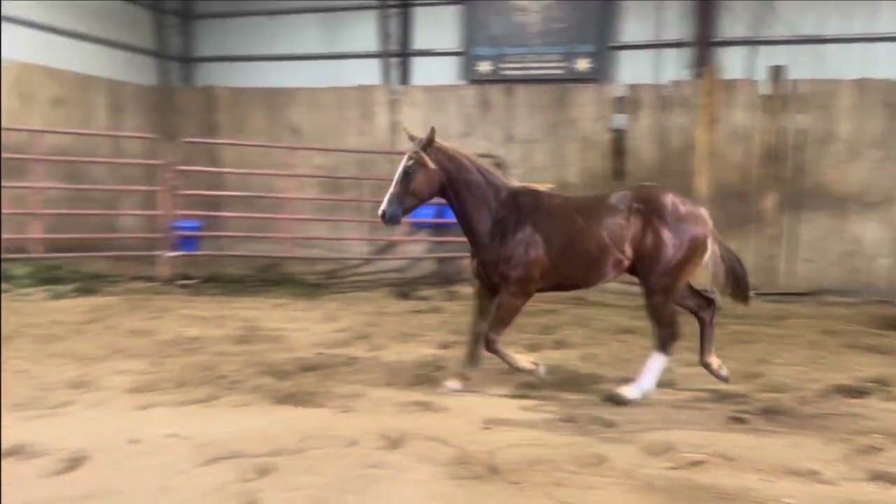 Hesa Melody Maker 2024 sorrel stallion AQHA