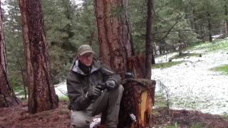 Sphinx Arms SDP Compact - The Sphinx Arms SDP Compact Duty Black Variant 17 +1 Capacity