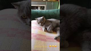 Кицюня #cat #моякошка #cats #кот #котики