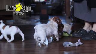 Jack Russel Mix Puppies