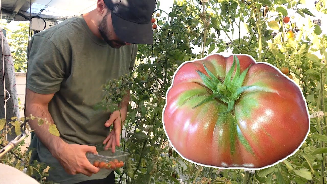 Cómo cultivar tomates orgánicos en casa 🍅🍅🍅 Guía práctica y consejos ...