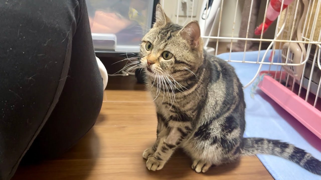 妹に全くかまってもらえない不機嫌な猫がこうなりました… - YouTube