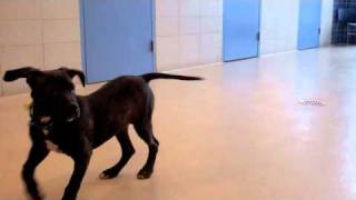 Webster Is An American Pitbull Terrier Available At The Wisconsin Humane Society