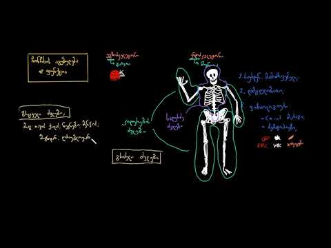 ჩონჩხის სტრუქტურა და ფუნქცია