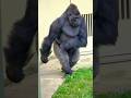 ㊗️キヨマサの二足歩行に盛り上がるゴリラ舎🎵