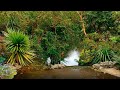 Звук дождя в тропическом лесу для сна