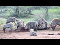 Hyenas Fight Over Zebra